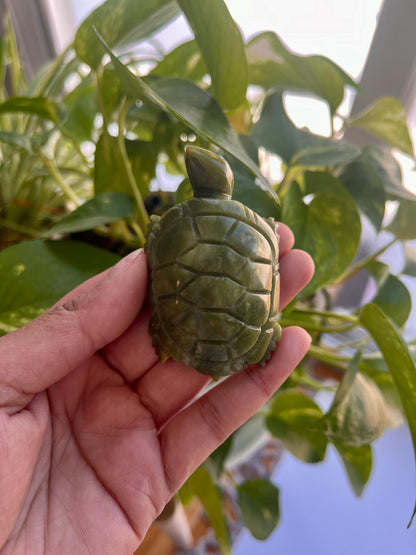 Jade Turtle | D