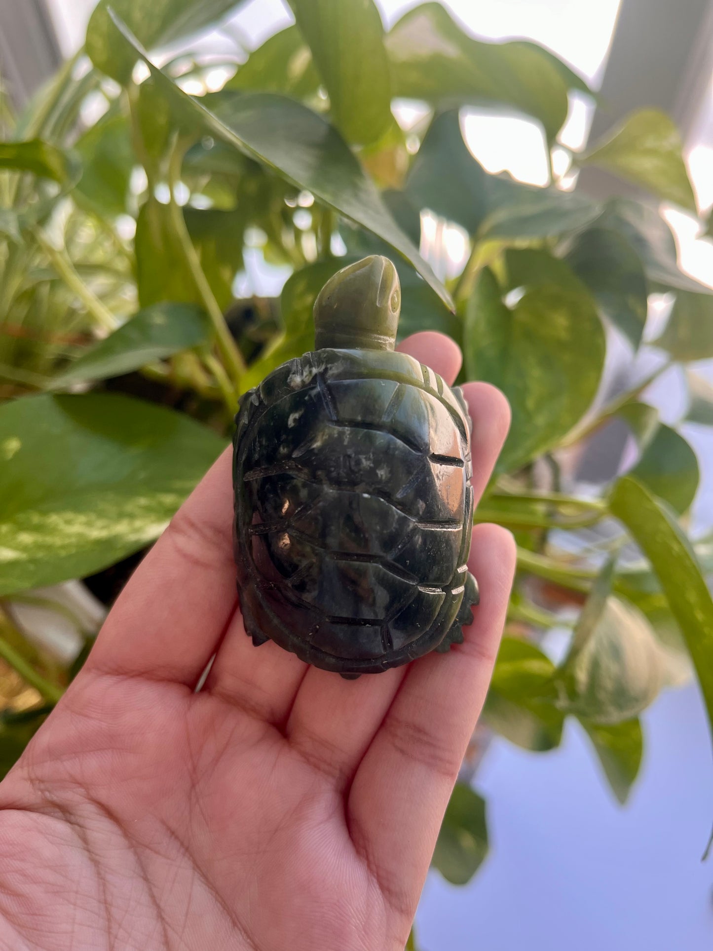 Jade Turtle | B