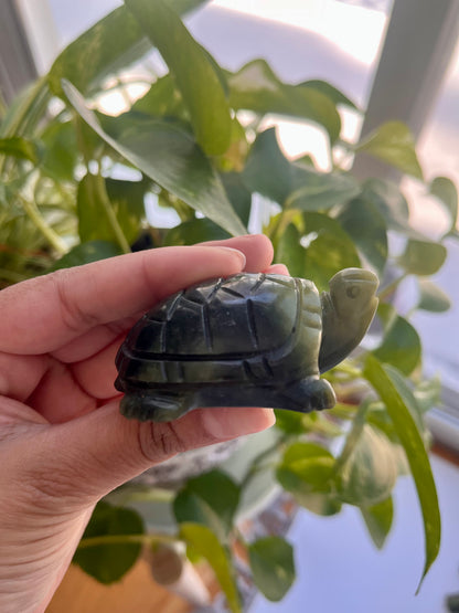 Jade Turtle | B