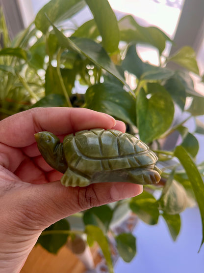 Jade Turtle | D